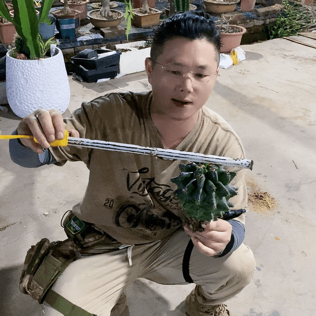 角又鬼甲巨鹫玉直径15公分左右
