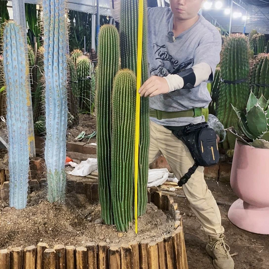 大凤龙套餐（120 100 80）三颗有根