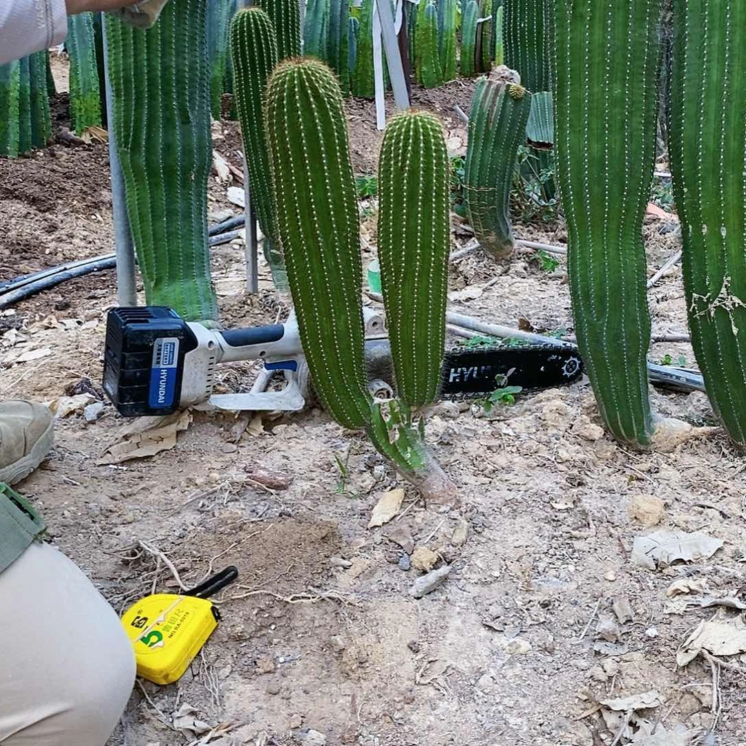 山****，大凤龙一颗。