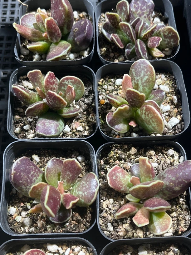紫库博水泡系（全场拍满15元发货）