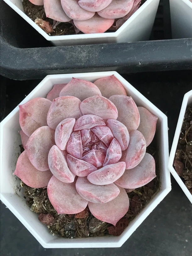 星河多肉紫心暗纹冠幅5-6