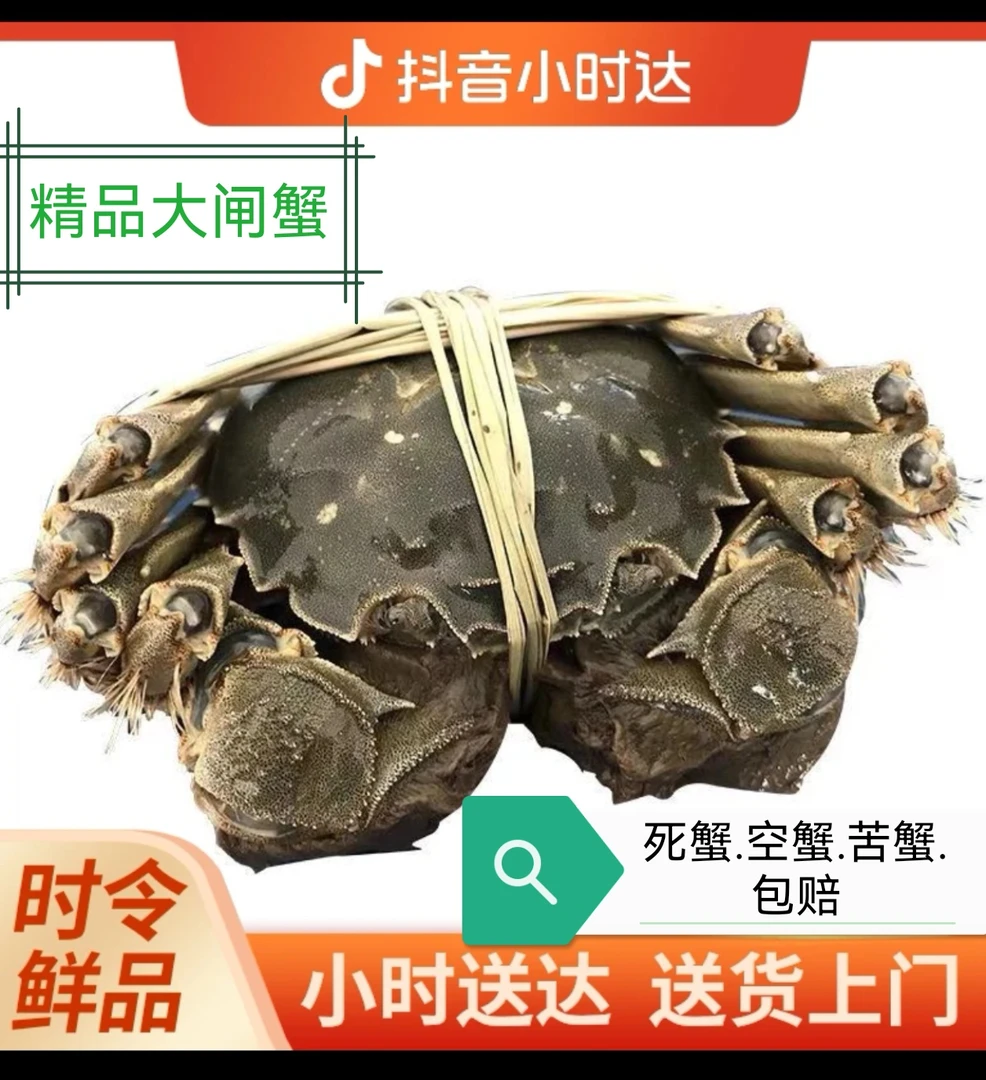 精品母蟹1.5-1.8两1只（鲜活大闸蟹）