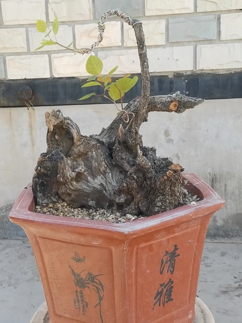 香山红叶黄栌盆景