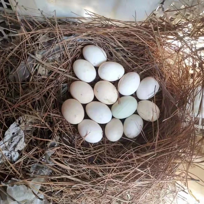 鹊山鸡蛋，当天的蛋发顺丰