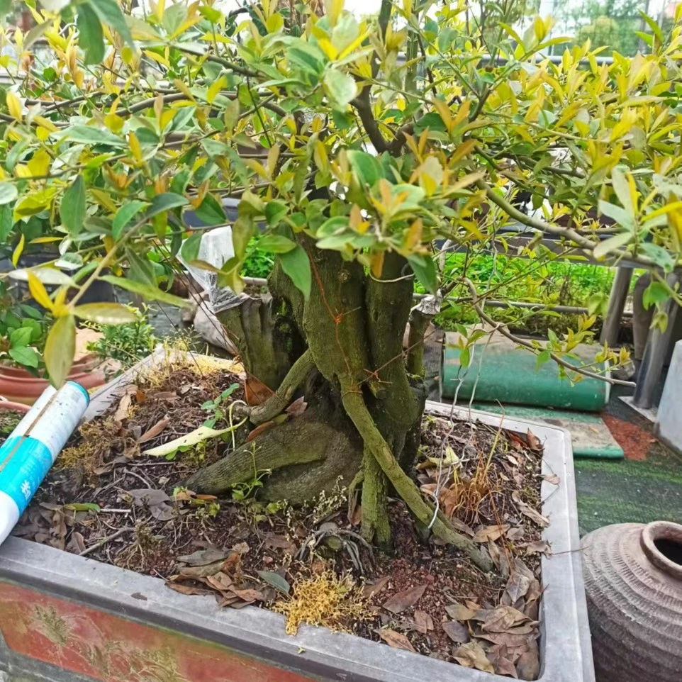 老鸦柿，紫薇 柏树，松树盆栽绿植，非直播间下单勿拍