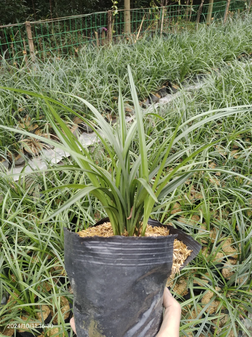 春剑中矮种草型盆景