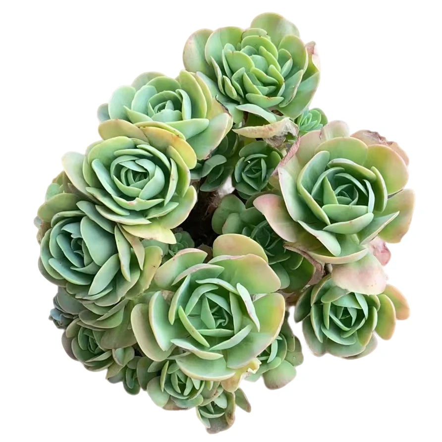 精品多肉【地栽大号鸡蛋碧桃】20-30公分，轻微断枝不售后