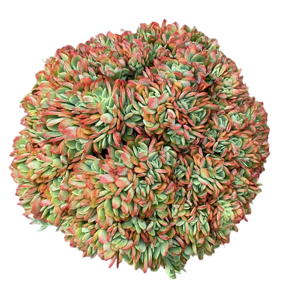 精品多肉【大号绮罗缀】新手家庭空气净化植物