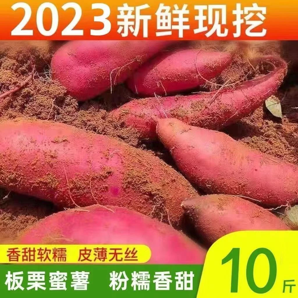【青青】【抢购中】超甜正宗蜜薯新鲜现挖红蜜薯1/糖心番薯批发