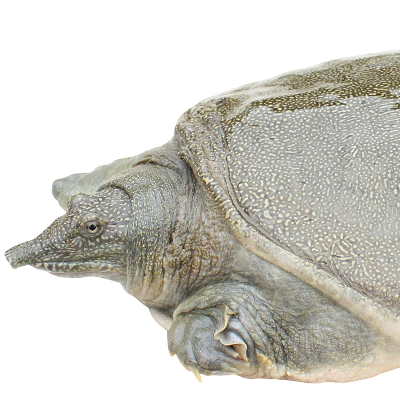 【原生态甲鱼】现抓现卖活体食用甲鱼 河道鲜活生长甲鱼