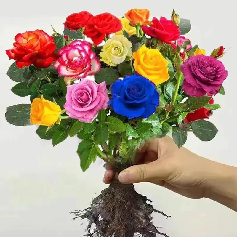 正宗玫瑰花老桩特大花盆栽浓香月季花苗室内花卉四季开花庭院耐寒