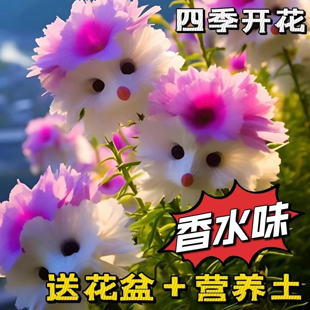 耐寒猫猫兰花浓香型花卉盆栽四季开花水培土培室内外花卉客厅绿植