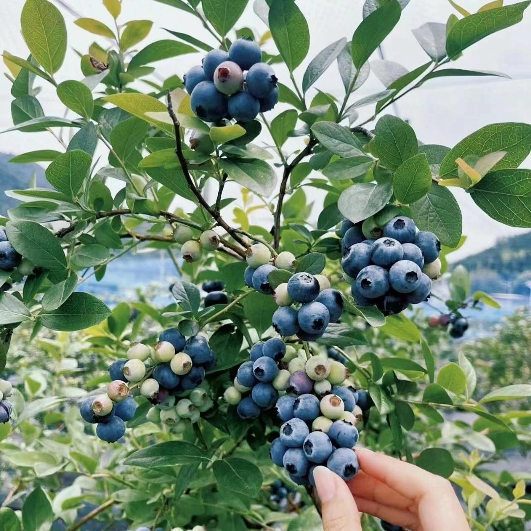 蓝莓树果苗盆栽南方阳台种植树苗北方庭院耐寒地栽果树兔眼蓝莓苗