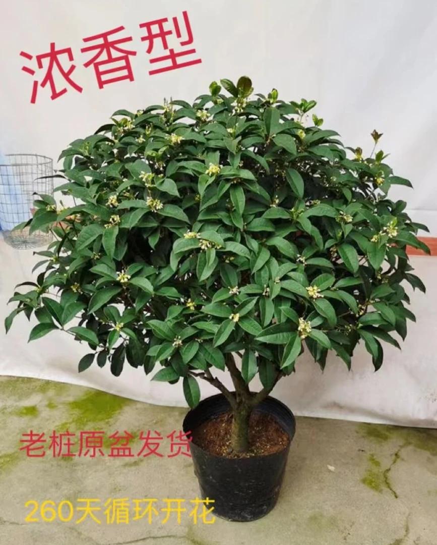 精品十年枝条茂盛四季常青月月桂浓香型满树花苞庭院盆栽开花飘香