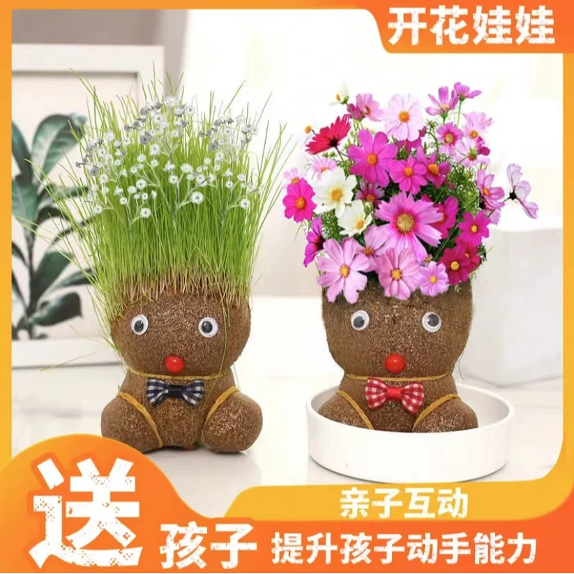 新疆包邮—【开花娃娃+草头娃娃】儿童种植小盆栽种草绿植观察植物
