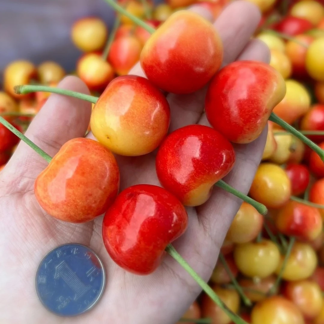 现货空运雷尼尔整箱智利黄金车厘子樱桃新鲜水果3J1-5斤