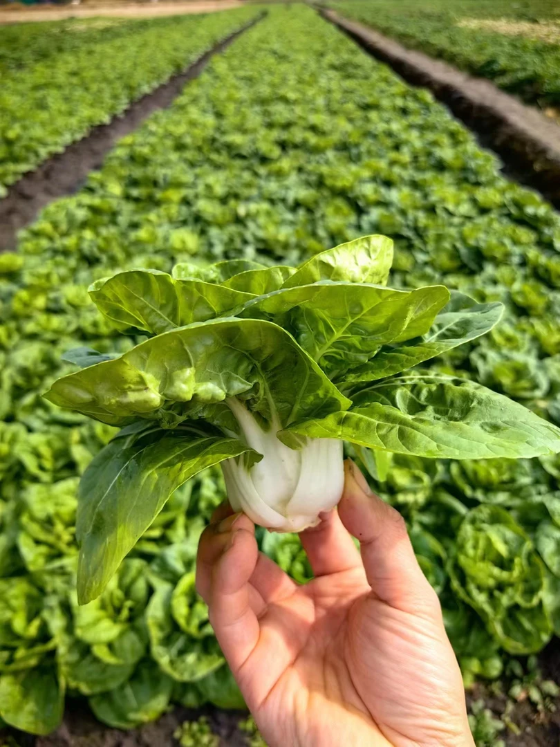 含山王庄农家特产大白菜（矮脚黄青菜）5斤9斤包邮