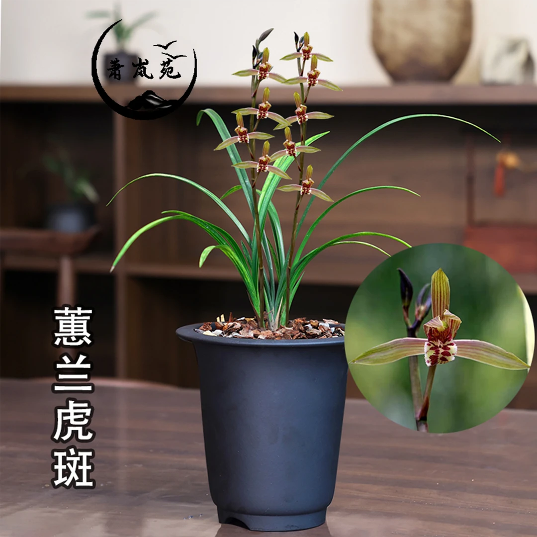 蕙兰【虎斑】浓香型精品兰花苗高端老钟绿植花卉简单好养种植开花