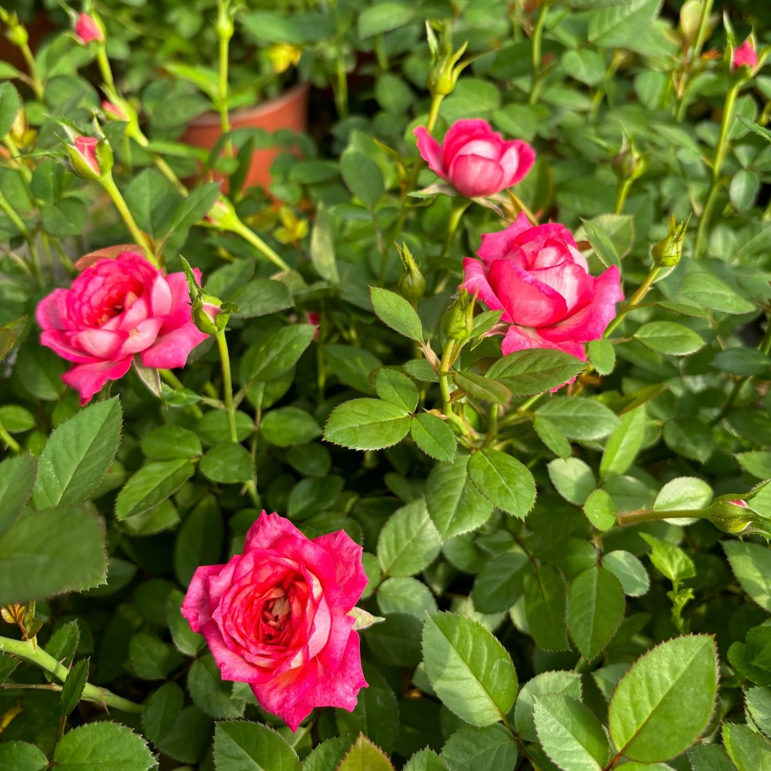 妮可柯德娜【小陈基地直发】微月桃红玫瑰多头盆栽带花苞批发