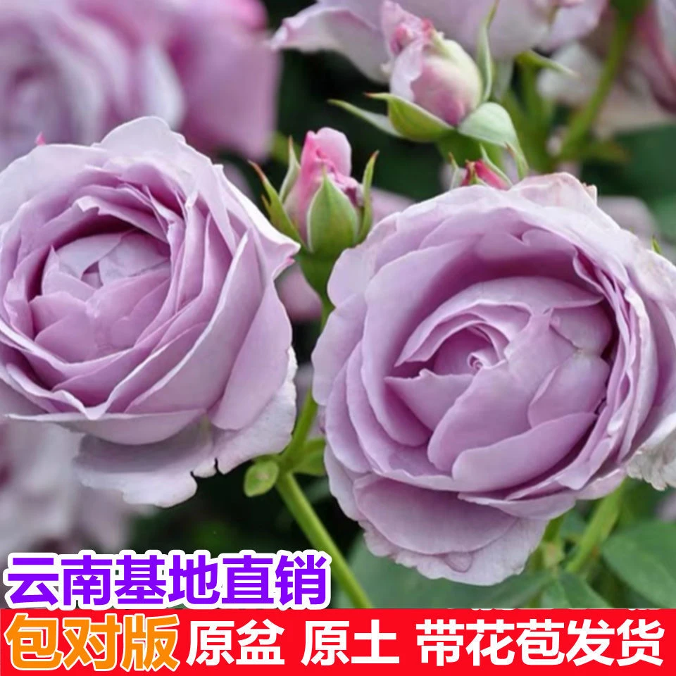蓝色风暴【婷彩】四季开花苗月季玫瑰花盆栽带花苞盆栽阳台基地直播