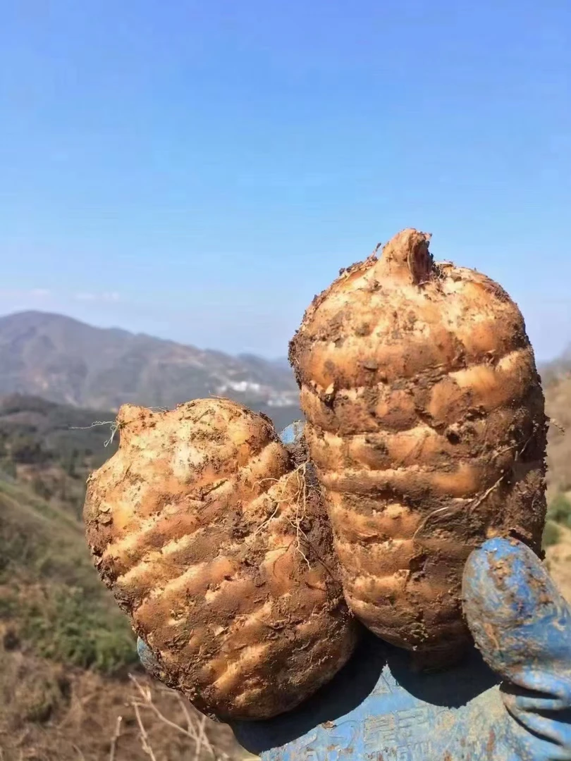 【昭通新鲜天麻】产地直销1斤3斤5斤