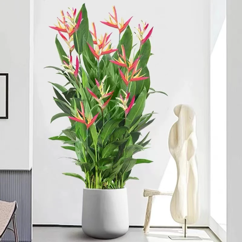 富贵鸟1.3m开花绿植室客厅吸甲醛四季常青带花高品质发货花期