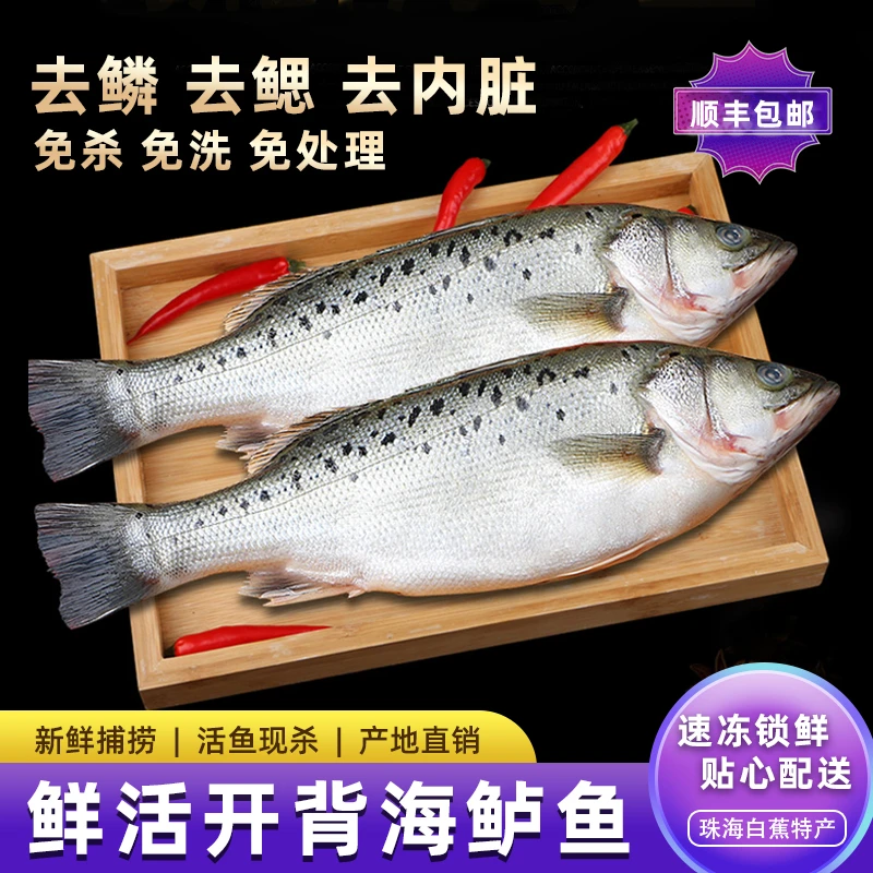 【500g/条*4条装】珠海白蕉七星海鲈鱼免处理去鳞去腮去内脏