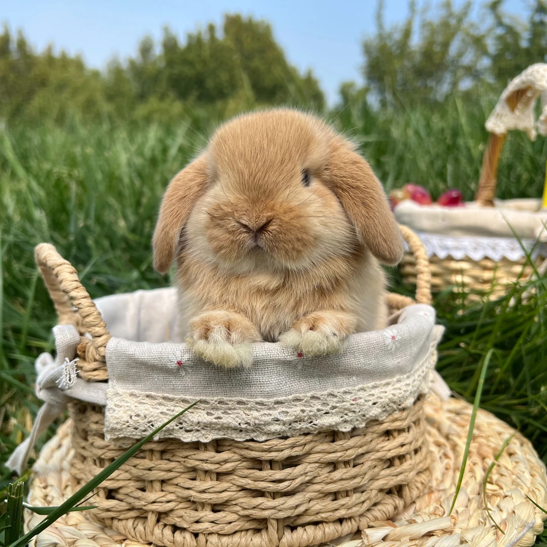 长腿叔叔萌宠屋兔兔专用高级运输笼子