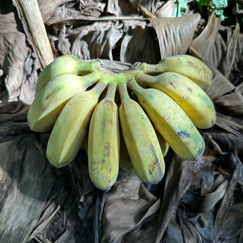 云南 野芭蕉 大小不一 不泡药水 自然生长 收到需催熟