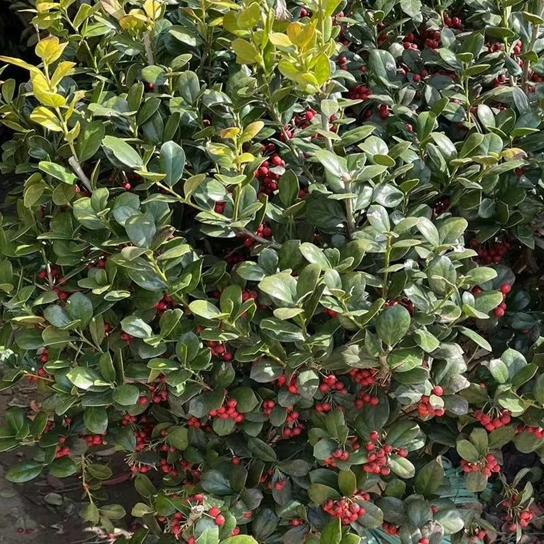 金玉满堂无刺枸骨庭院别墅植物 盆栽地栽