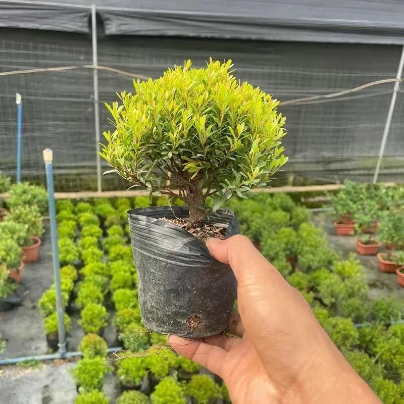 D017小叶赤楠提根造型盆景耐寒耐热植物四季常青阳台办公室室外好