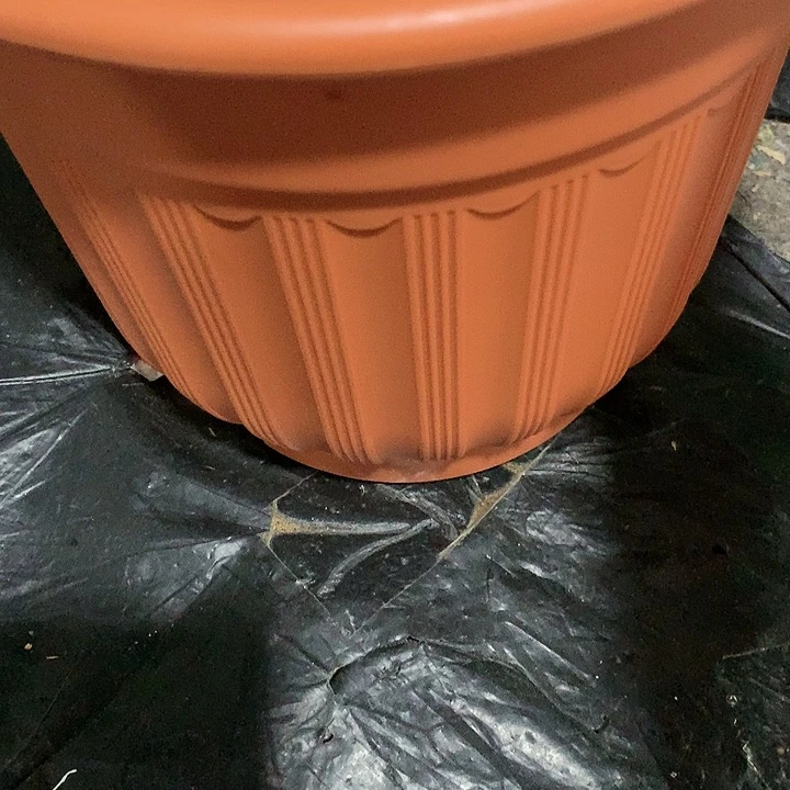 红陶20CM（含）-50CM（不含）粤**深罗马红1个带拖