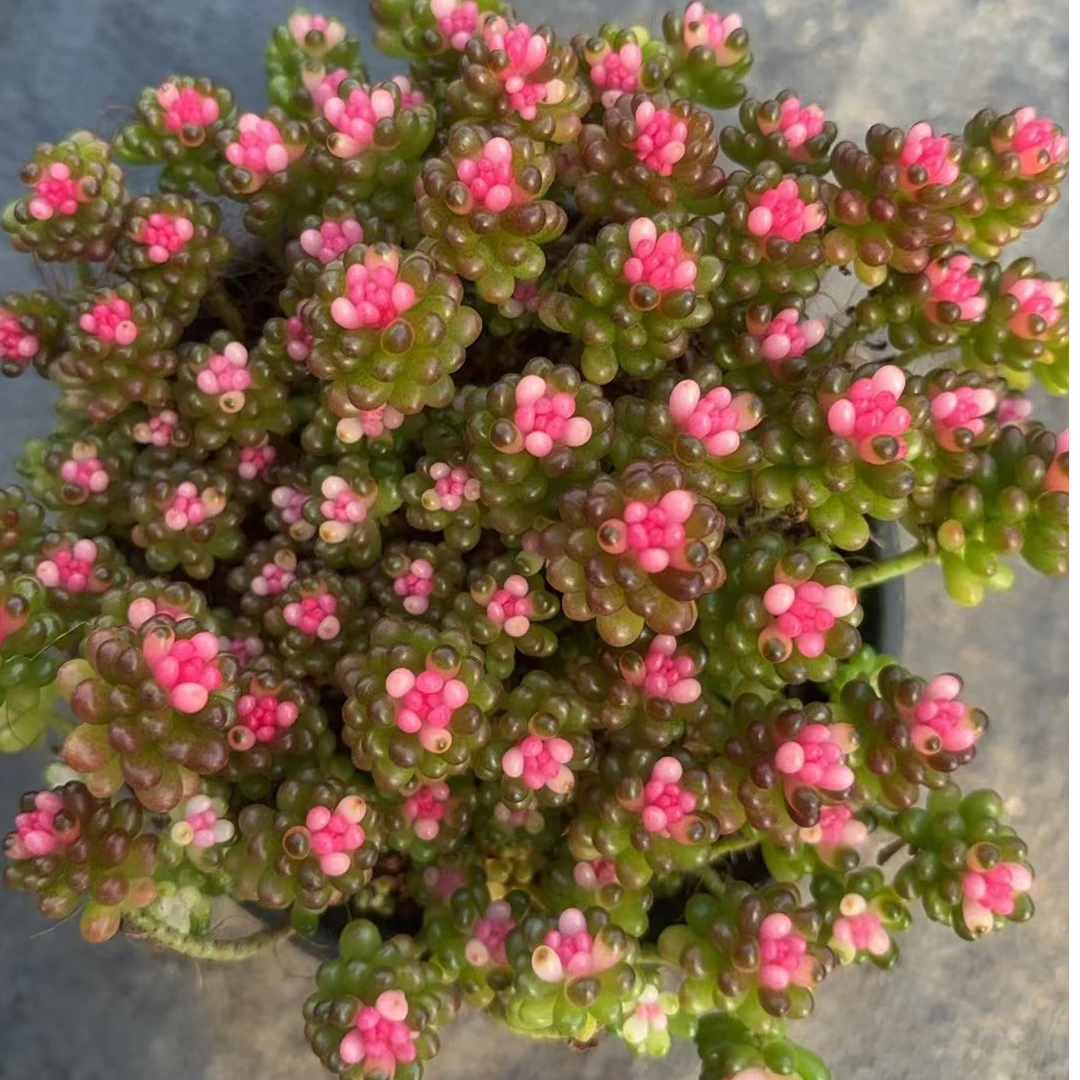 ［红浆果）多肉植物（满18包邮）带盆土发