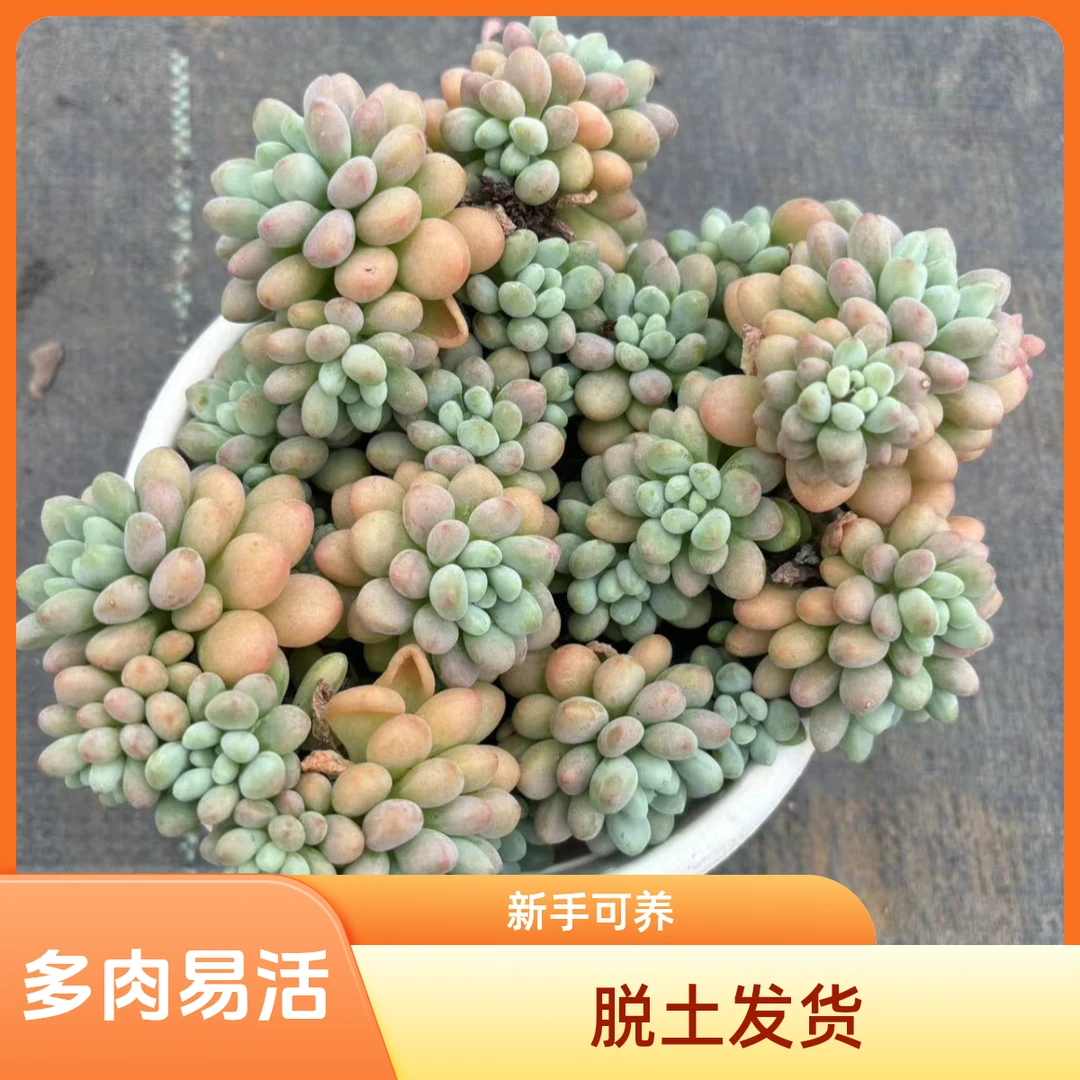 ［鱼子酱多肉］佳佳乐多肉园艺（满18包邮）脱土发