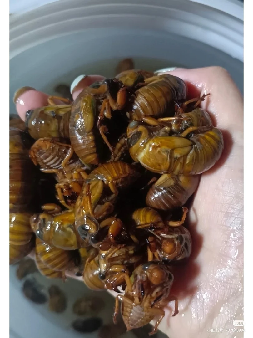 2025活体蝉速冻结了龟爬叉猴非即食蝉蛹顺丰包邮500只