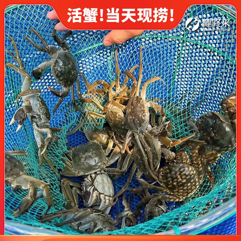 鲤咚来礼盒 母2.0两饱黄8只高标准固城湖大闸蟹
