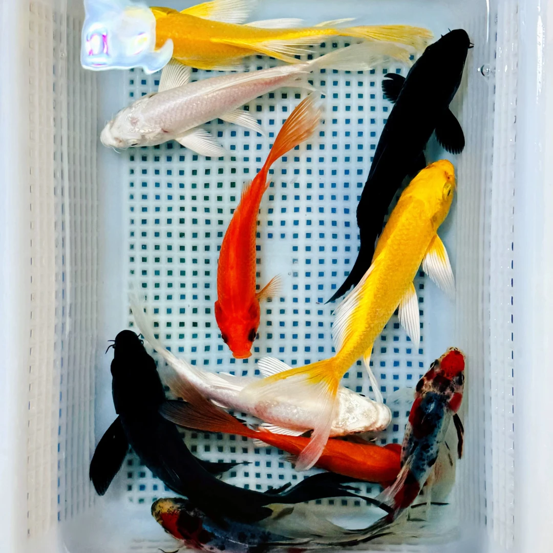 【十条全家福】10-12CM十全十美锦鲤草金颜色混搭萌宠冷水鱼