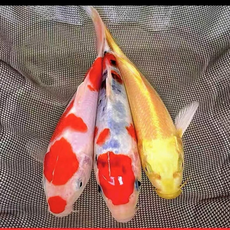 【5条】3条三色+黄+黑15-17CM锦鲤萌宠观赏鱼冷水鱼
