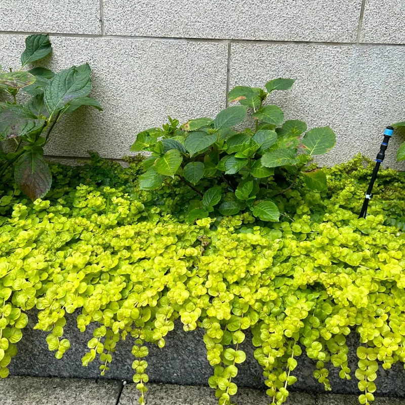 [金叶过路黄] 1加仑大盆 四季常青庭院多年生地被爬分生铺地植物