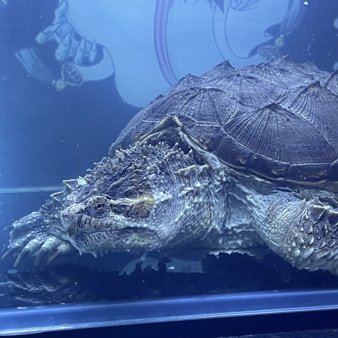 佛鳄种公20背甲强力推荐