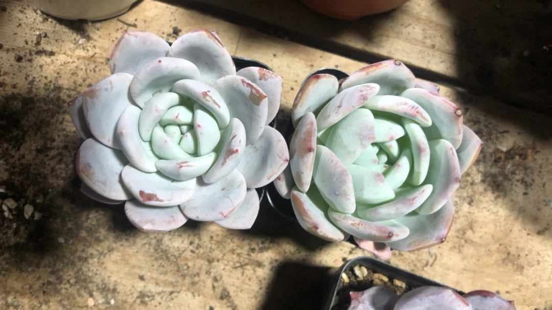 10个小白月光多肉植物