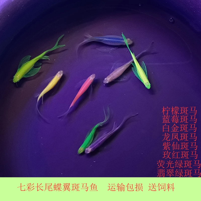 冷水观赏鱼长鳍长尾荧光蝶翼斑马鱼大号好养练手淡水天使鱼孔雀鱼