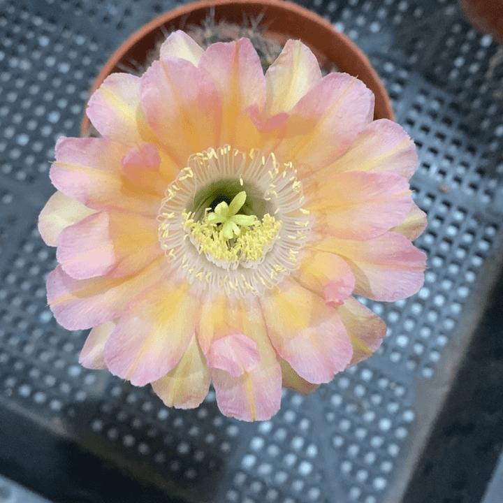编号222摘花脱土发货