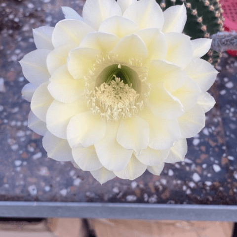 重瓣黄白摘花脱土发货