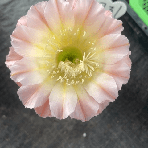 编号231摘花脱土发货