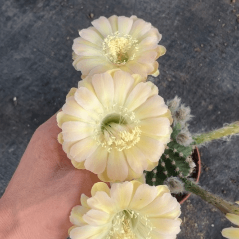 编号298摘花脱土发货
