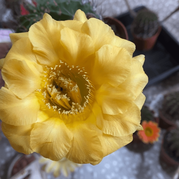 编号4摘花脱土发货