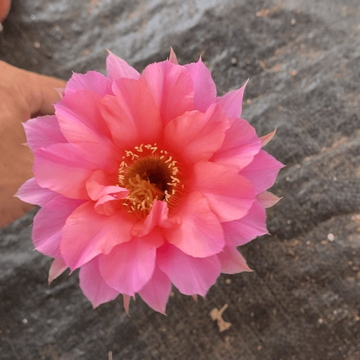 彩*编号B45摘花脱土发货