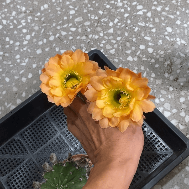 编号2摘花脱土发货