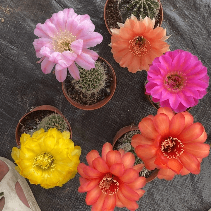 套餐二5颗摘花脱土发货